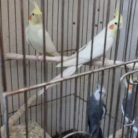 عروس هلندی مولد