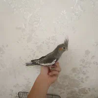 عروس هلندی دو ماهه|پرنده|کرج, پیشاهنگی|دیوار