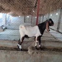 پازن.دوبر مخصوص داشت|حیوانات مزرعه|جم, |دیوار