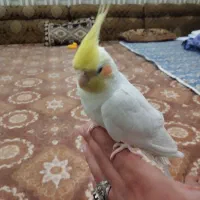 هلندی|پرنده|شادگان, |دیوار