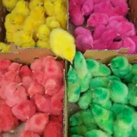 جوجه رنگی جوجه رسمی محلی