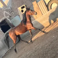 اسب نریون عرب|حیوانات مزرعه|پیشوا, |دیوار