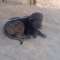 توله قدرجونی