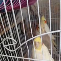 عروس هلندی