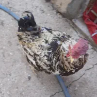 یک عدد خروس گلین وریشه ودوعددمرغ لری اصل تخم گذار