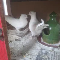 دو جفتکبوتر بالغ و گنجه