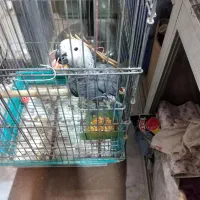 جوجه کاسکو