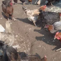 جوجه خوب وسرحال|پرنده|کامیاران, |دیوار