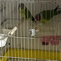 ملنگو کله آلویی