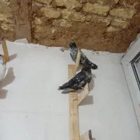 سرور|پرنده|مرودشت, سهل‌آباد|دیوار