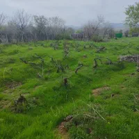 باغ ۲۰۶۵ متری در کرند|فروش زمین و ملک کلنگی|دالاهو, |دیوار