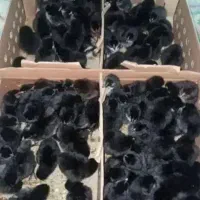 جوجه رنگی رسمی اردک ..