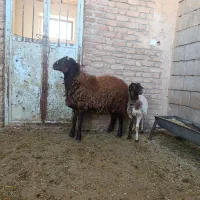 هموزیگوت|حیوانات مزرعه|رومشکان, |دیوار