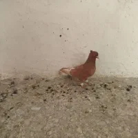 کبوتر زرد دم سفید ماده