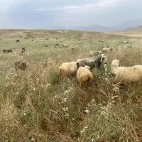 بره نر