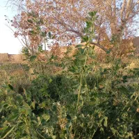 خانه-باغ-دو-هزار-متری-ابارش-سرچشمه