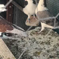 کبوتر فروشی|پرنده|اصفهان, شهرک صنعتی جی|دیوار