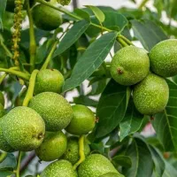 فروش نهال گردو فرنورپیوندی شناسه دار