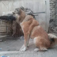 سگ افغان فی ۷