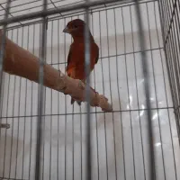 قفس پرون ، قفس جفت کنی|لوازم جانبی حیوانات|محمدشهر, شهرک پیام (مهرالبرز)|دیوار