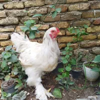 خروس و مرغ برهما اصل|حیوانات مزرعه|گنبد کاووس, |دیوار