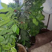 فروش گلهای زینتی|گل و گیاه طبیعی|یاسوج, |دیوار