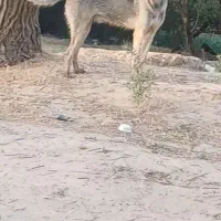 گمشده در کشاورز|حیوانات|کشاورز, |دیوار