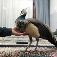 طاووس|پرنده|مشهد, خواجه ربیع|دیوار