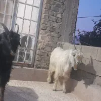 کهر نر برا تخمی|حیوانات مزرعه|مرودشت, تامین اجتماعی|دیوار