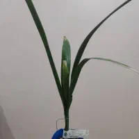 نخل های کشت بافتی ، منحصر به فرد|گل و گیاه طبیعی|شوشتر, |دیوار