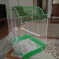 یک جفت عروس هلندی همراه قفس ووسایل|پرنده|کیاشهر, |دیوار