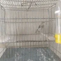 جوجه سهره قناری
