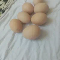 تخم لاری