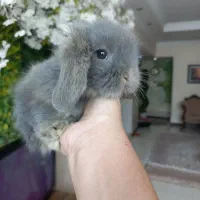 خرگوش های لوپی خانگی مسترمینی لوپ|موش و خرگوش|تهران, مرزداران|دیوار