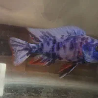 معاوضه با گیاه خوار