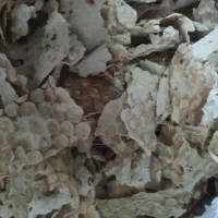 فروش فوری نان خشک
