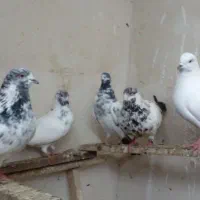 کبوتر نروماده پرشی و مست