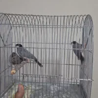 سه عدد فنچ نرگسی|پرنده|ساوه, |دیوار