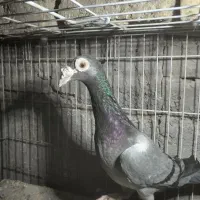 ماده سبز کاریر 3میلیون   ماده مولمنز  1800|پرنده|تربت‌حیدریه, بالا ولایت|دیوار