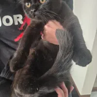 گربه اسکاتیش