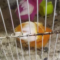 جوجه