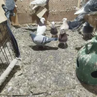 کبوترطوقی|پرنده|گلبهار, شهر جدید گلبهار|دیوار