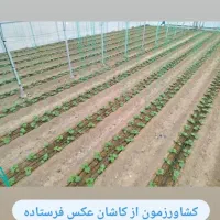 نیازمند کارگر دائمی  برای ۲۰۰۰ متر گلخانه