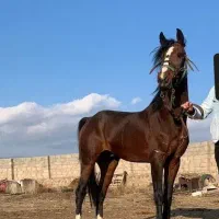 اسب