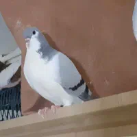 کفتر ساده رنگی|پرنده|چناران, |دیوار