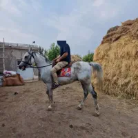 اسب کردو عرب