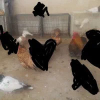 کوشین|حیوانات مزرعه|مه ولات, |دیوار