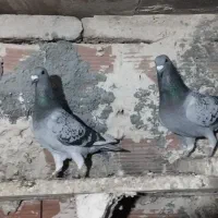 سه جفت کبوتر دوبر|پرنده|اردبیل, |دیوار