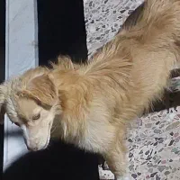 اشپیتز پامر|سگ|بندرعباس, |دیوار