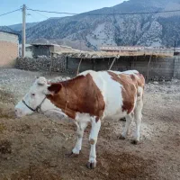 فروش گاو سیمتال